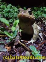/home//u458753944/public_html/sourcegallery//////Roxborough Toad Detour/2021/2021-03-31/P3310155.JPG